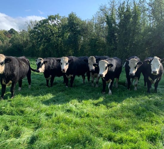 Offal prices fall in beef price surge - market data