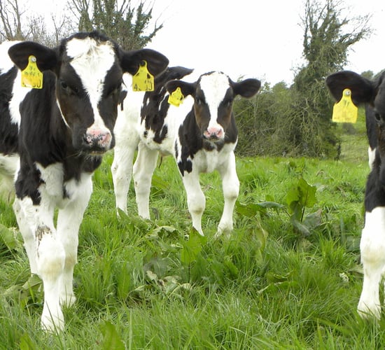 Parasite control to keep replacement heifer calves on target