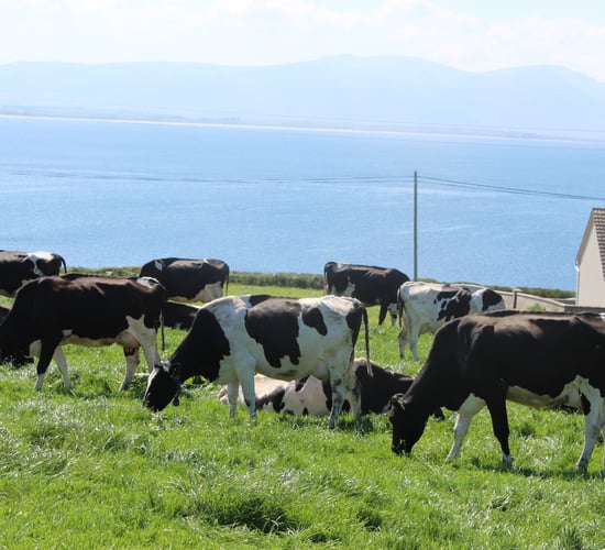 Six Irish dairy farms setting the standard in 2025