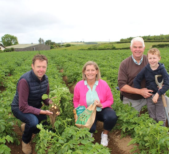 Tillage: Potato canopies now meeting between the drills