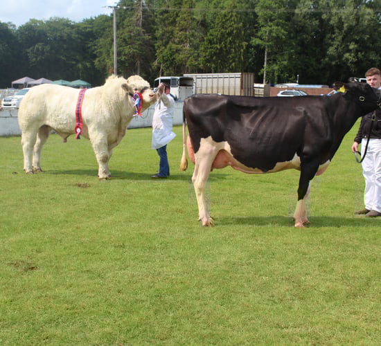 Majestic Charolais bull carries the day at Ballymoney Show 2025