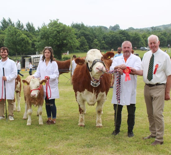 Super Simmental cow carries the day at Saintfield Show