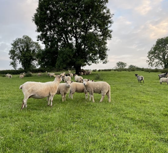 Explainer: What farmers need to know if a dog attacks their livestock