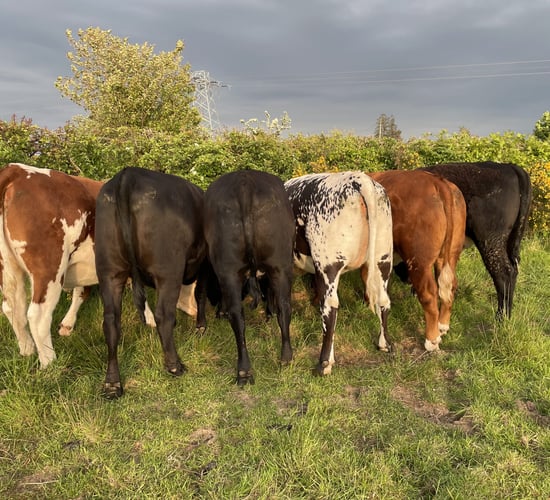 Factory quotes: Beef price offers drop 10c/kg this week