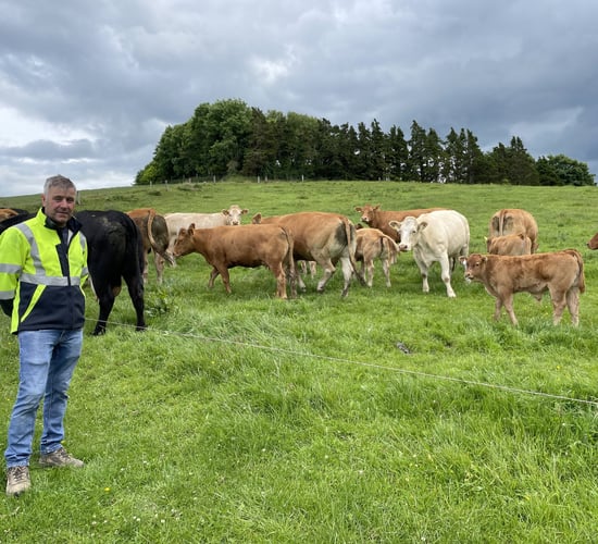 Beef focus: Suckler, dairy-beef and 'new-entrant' finisher in Cavan