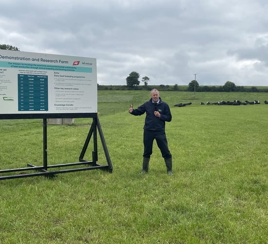 Dairy herd 'going to be very much dominant beef supply' - expert