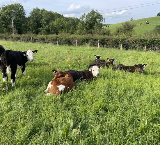 Series of free on-farm calf rearing advice events set for next week