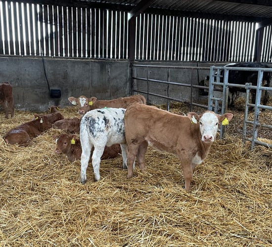 Less than 1 in 4 calves born to suckler cows to date this year