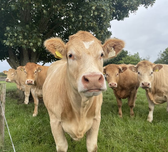Behind the Big Mac: Kilkenny farmer supplying beef for McDonald's