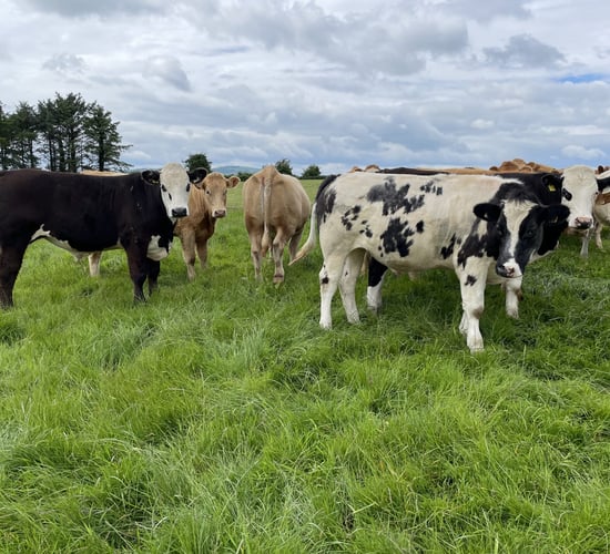 Factory quotes: Move to pull beef price continues this week