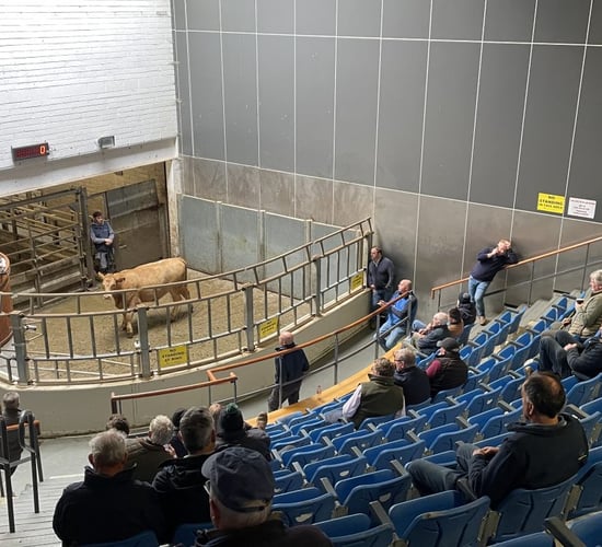 Store bullocks reach €6.09/kg as heavy cattle ease at Kilkenny