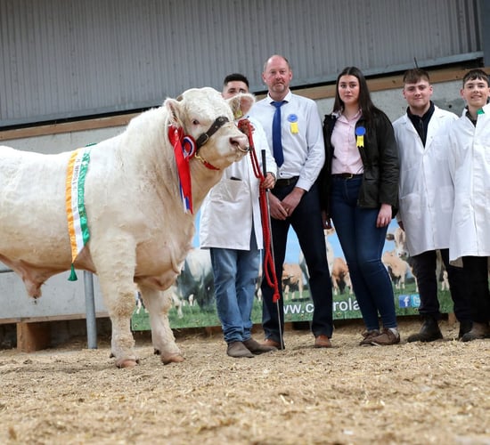 Price report: Charolais bull sale and Prime Herd dispersal