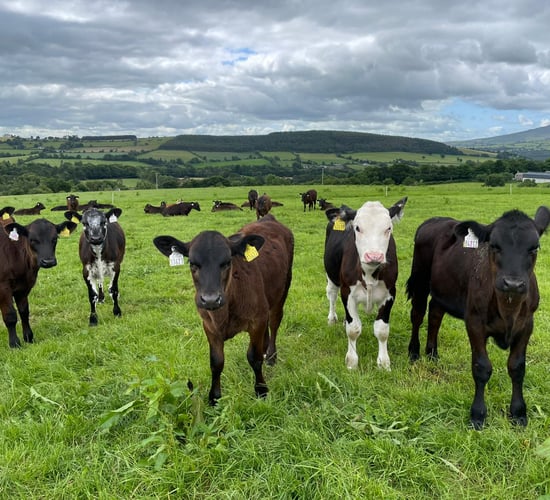 ABP Demo Farm: Key stats from calf-rearing 2025
