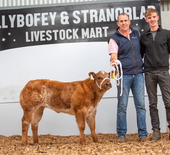 10-week old heifer calf makes €13,000 at sale in Donegal