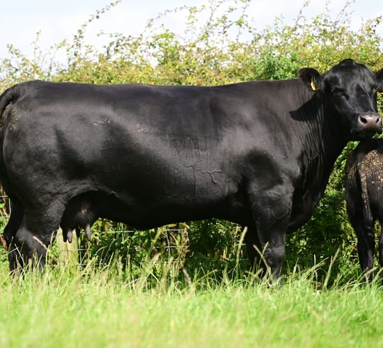 Sale report: Top prices from Island Farm Angus dispersal