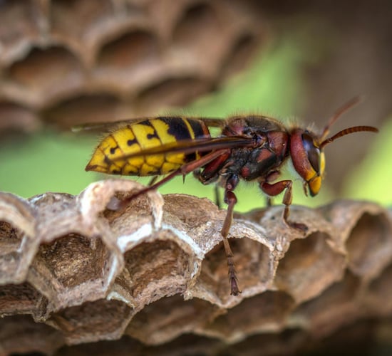 Minister asked to consider ban on sale of wasp poison