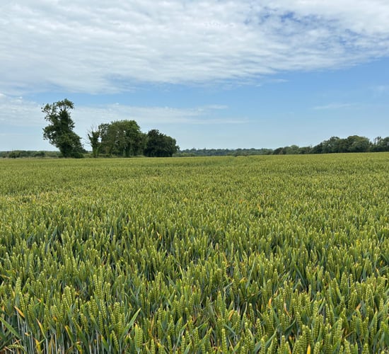 National Farm Survey: Tillage farm incomes average €38k