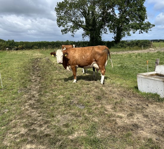 Dairy advice: Heat will test water systems and troughs on farms