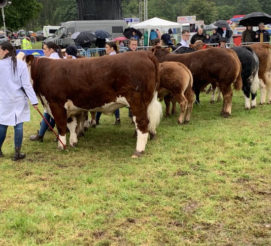 Three is a lucky number for some at Armagh Show 2025