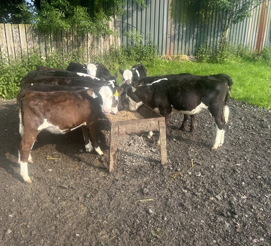 Managing stomach &amp; lungworm in calves in damp, warm conditions