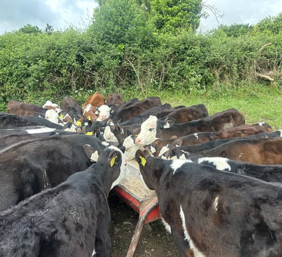 Watch out for signs of summer scour syndrome in grazing calves