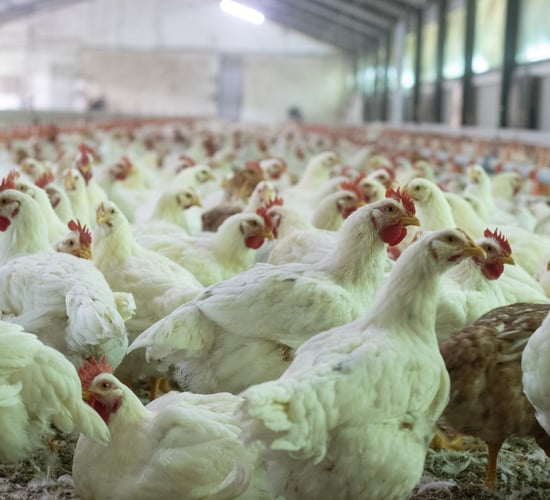 'Dismay' as broiler poultry farmers cut from VAT flat-rate scheme