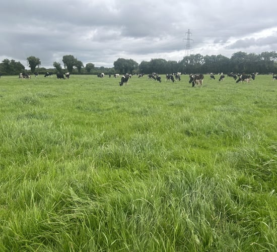Grass growth: Shorten rotation or reduce meal to increase demand