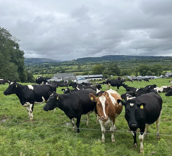 'Big believer in LESS' and a 'love for dairy washings' in Co. Limerick