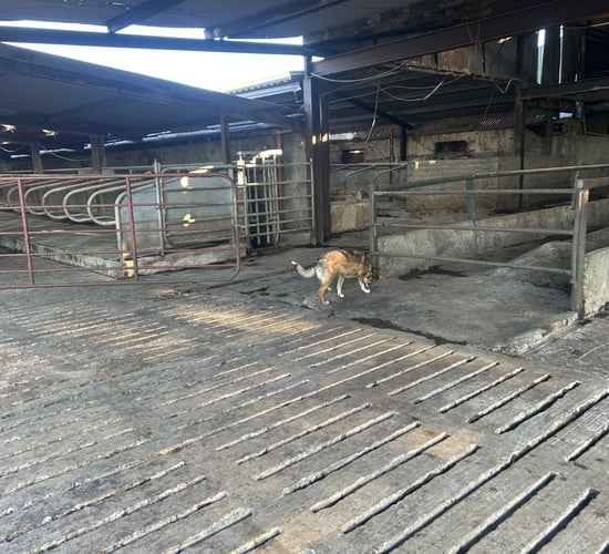 Dairy advice: What needs to be planned now for the winter ahead?