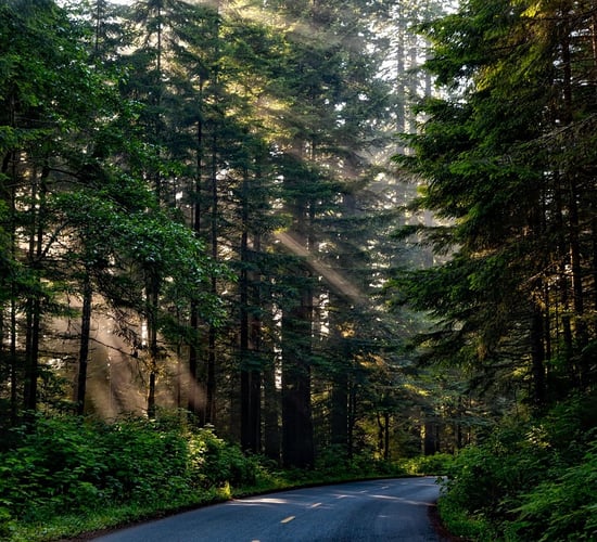 New Zealand needs to examine its current approach to forestry - commissioner