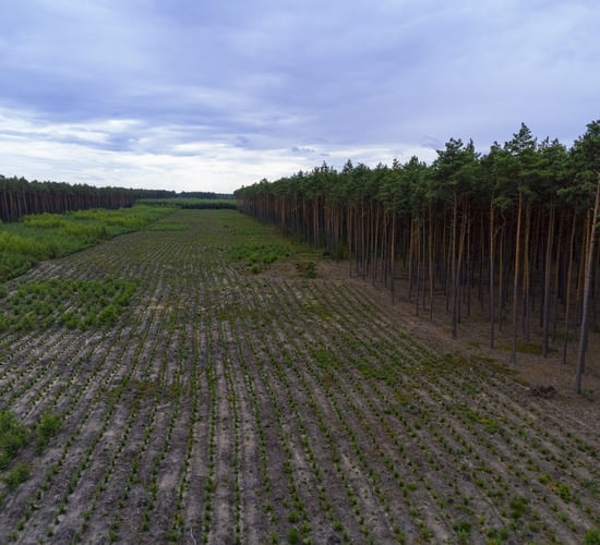 Healy-Rae: DAFM spent €73.2m on 'forest activities' in 2024