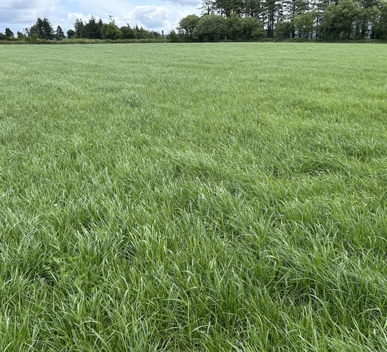 Autumn grazing: Rotation length is key amidst strong growth