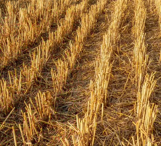Tillage: The dos and don'ts of stubble cultivation