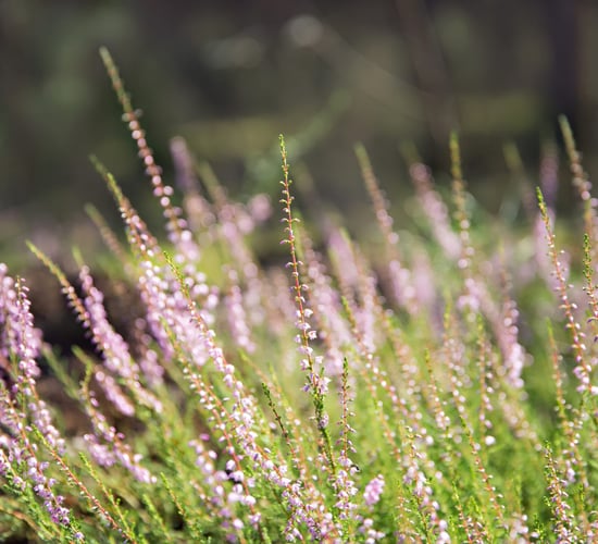 Could a new national park be developed at the Blackstairs Mountains? 