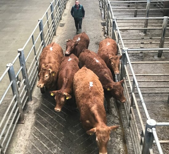 Kingscourt Mart rolls out new sale service for TB-restricted herds