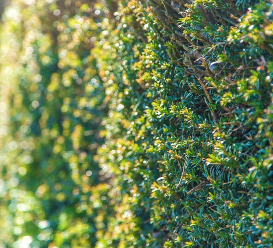 Hauliers: Overgrown hedges are causing accidents on rural roads