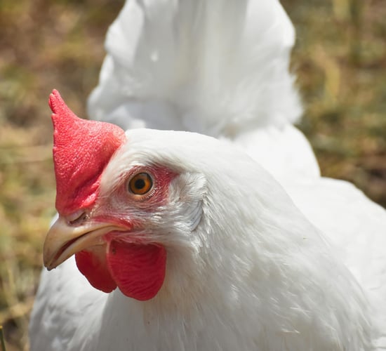 Poultry broiler sector removed from farmer VAT flat rate