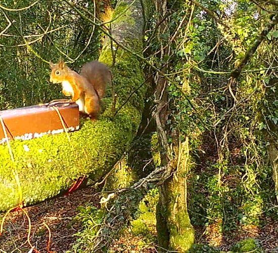 Research suggests red squirrels can detect a natural predator