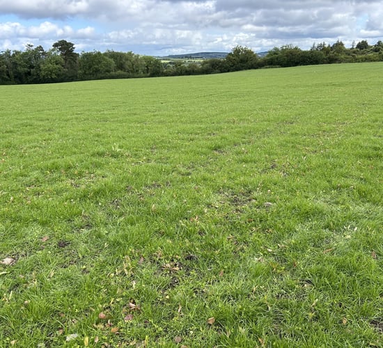 Many early spring reseeds ready to be grazed in coming days