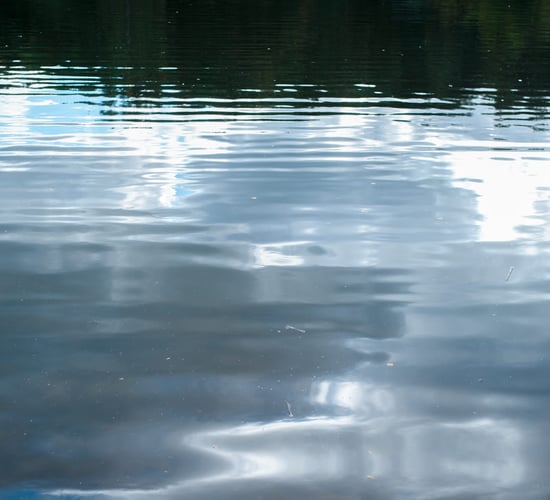 TD: 'I saw a 5ft pile of manure draining directly into Lady's Island Lake'