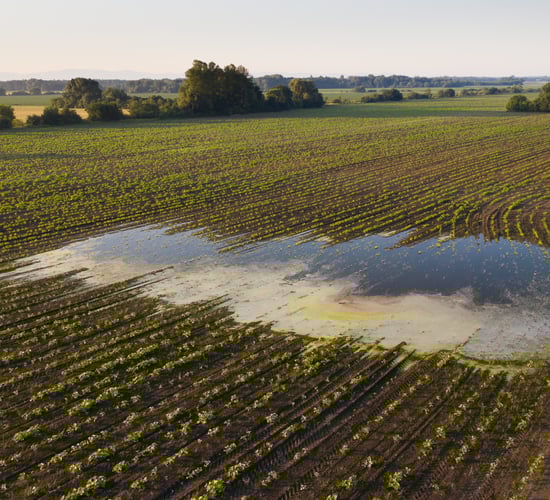 Report: Risk to crop yields as Ireland projected to get warmer and wetter