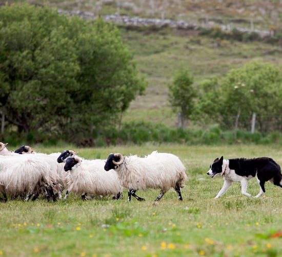 Hoots and whistles in Co. Meath as sheepdog trials return