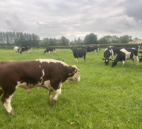 When should you be 'pulling the bull' this breeding season?