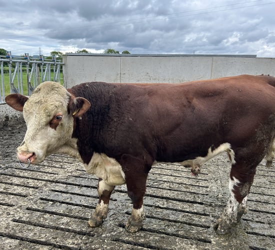 Bull safety tips as more let out to herds this breeding season