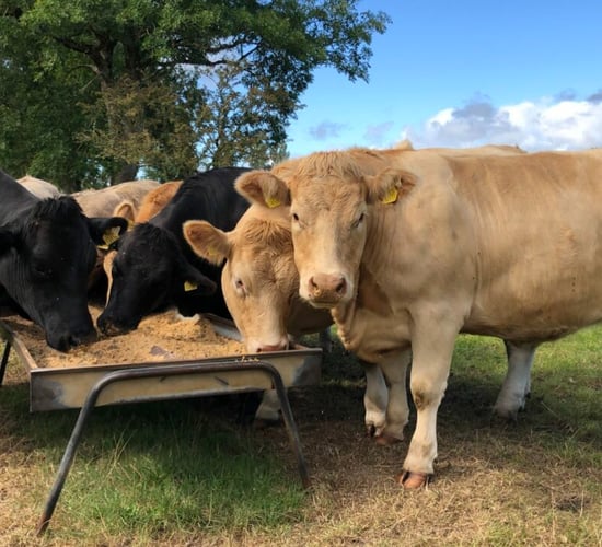 Factory quotes: Beef price rises in cases this week
