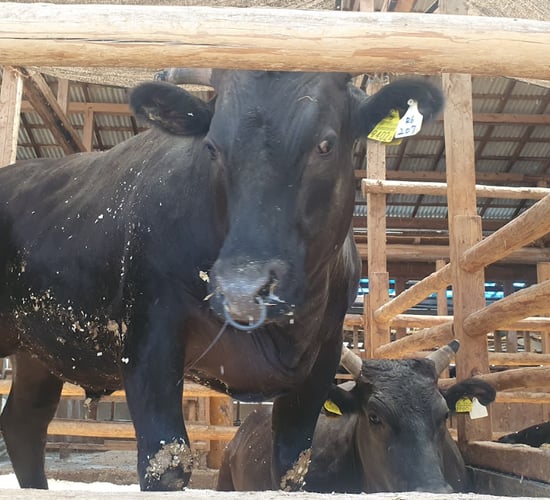 Watch: What makes a Wagyu farm so special?