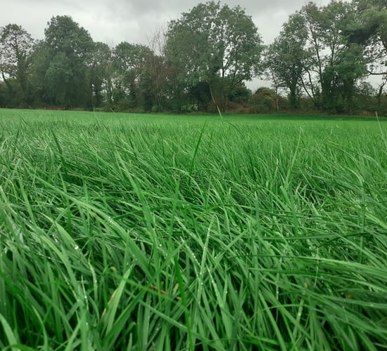 New data shows the value of autumn reseeding