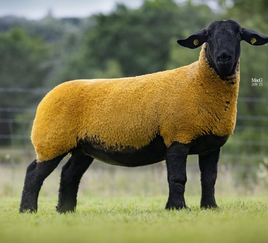 Limited edition pedigree ewe sale to showcase elite genetics
