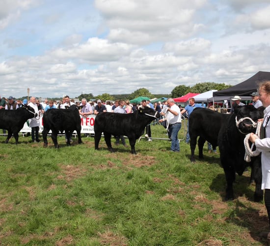 €1,000 prize fund for dairy-beef class at Arva Show