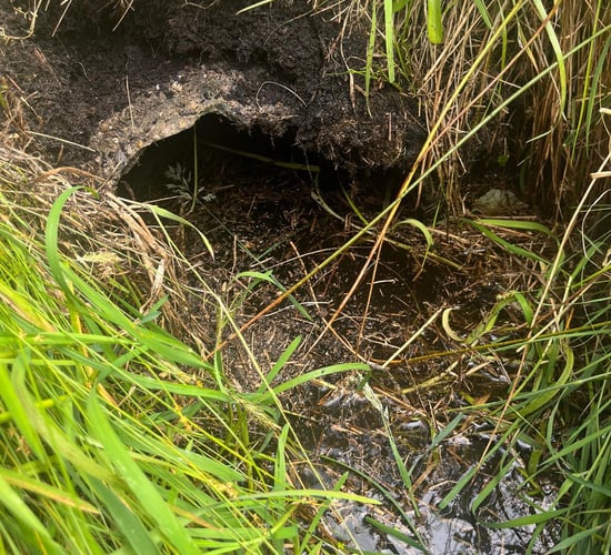 MEP urges Bord na Móna to suspend Co. Roscommon rewetting plans